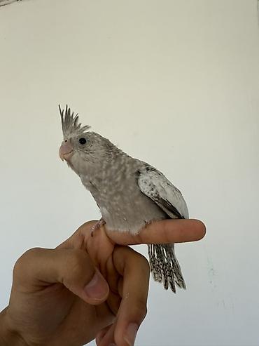 qara mal: Sultan papağanı təqdim olunur. Şəkillərdə görünən quş açıq boz, ağ və — 2