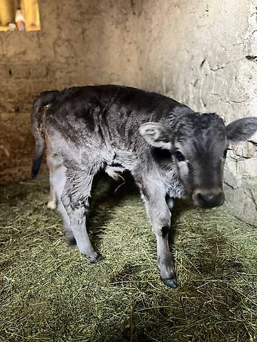 Коровы, быки: Продаю | Музоо, торпок | Алатауская | На откорм | Искусственник — 12