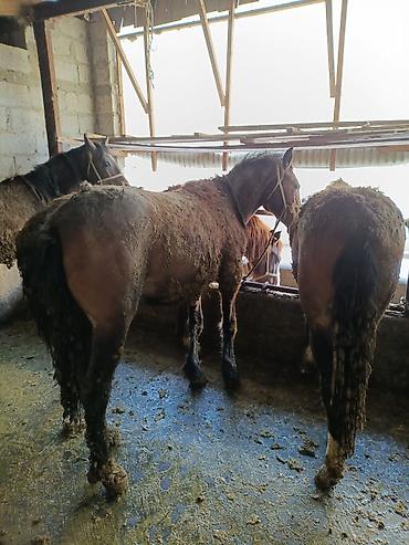 Лошади, кони: Продаю | Жеребец | Рабочий — 7