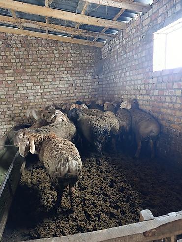 Баран, овца: Продаю | Баран (самец) | Арашан | Для разведения | Племенные — 5