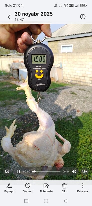 Digər quşlar: Kənt yumurtası kənt colpsı və kəsilib təmizləmiş öry satışı var kimə — 8