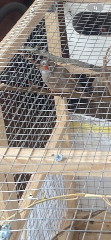 ineklerin qiymeti: Hazir cut zebra amadini
Qiymet cute aitdi ve Sondu at lalafo.az ineklerin qiymeti: Hazir cut zebra amadini
Qiymet cute aitdi ve Sondu