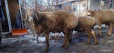 Баран, овца: Продаю | Овца (самка) | Арашан | Для разведения | Племенные — 11