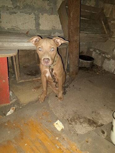 кане корсо щенки: Pitbul, 4 ay, Dişi, Sənədli, Ünvandan götürmə