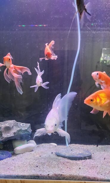 Akvariumlar: Dördbucaq akvarium, Balıqlarla birlikdə, 120 l — 19