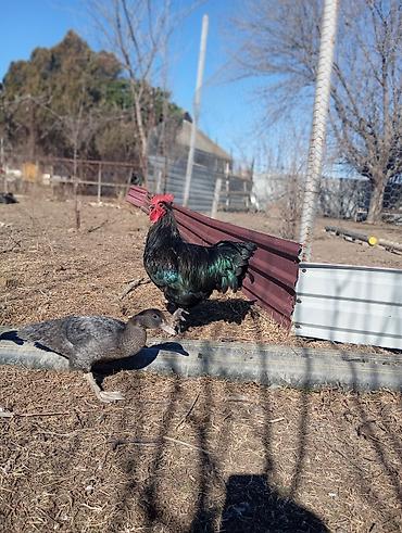 Xoruzlar: Məhsul: Qara rəngli xoruz Təsvir: Avstrolop temiz qan öz heyetimin — 1