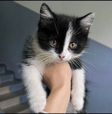 котенка в добрые руки: Пристраиваем котенка 🥰ей 2 месяца. В ответственные добрые руки 🙏К