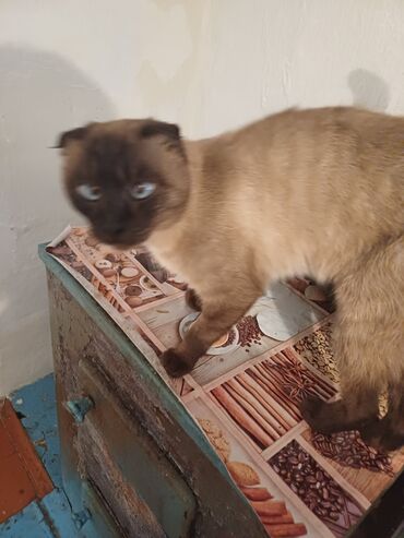 серый кот: На вязку кот сиамский вислоухий