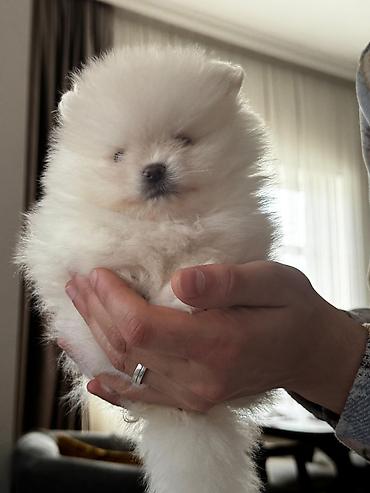 İtlər: Şpitz, 2 ay, Peyvəndli, Ünvandan götürmə, Pulsuz çatdırılma, Ödənişli çatdırılma — 4