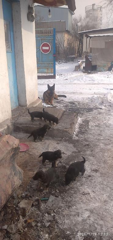 Продажа собак: Овчарка, 1 месяц, Самка at lalafo.kg — 4 Продажа собак: Овчарка, 1 месяц, Самка — 4