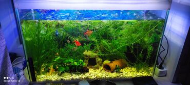 akvarium filter: Dördbucaq akvarium, Balıqlarla birlikdə, 48 l, Ünvandan götürmə