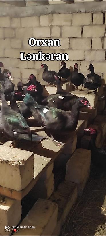 ördək balası və cücə: Salam, Təmiz Cins Amerikan sortu lal ördək balalarının və yumurta — 8
