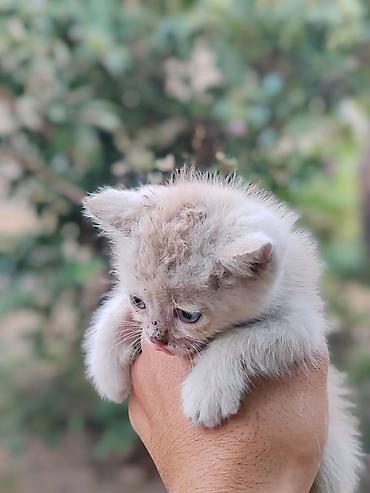 Котята, короткошёрстные, возраст примерно 4–6 недель. Окрас: - светлый