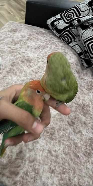 derzi quşu: Məhsul: Cüt “lovebird” (agapornis) tutuquşusu və qəfəs dəsti Təsvir — 4