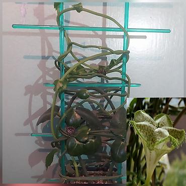 Другие комнатные растения: Продаю цветы — 6