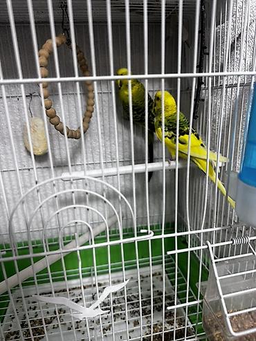 купалка для волнистого попугая: Пара волнистых попугаев с полной клеткой и аксессуарами. Состав — 1