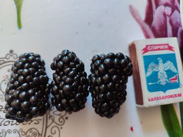 Фрукты и ягоды: Лохнесс. Саженцы безшипной ежевики (ежемалины). Сорт урожайный — 10