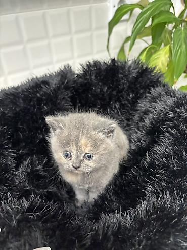 Pişiklər: Britan — 8