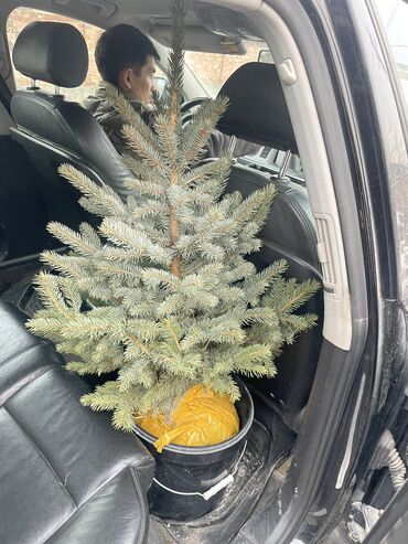 Декоративные деревья: Продаются елки🌿🌲 От 1м до 3,5м. С хорошим комом. Идеально подойдет для — 4