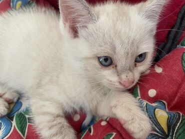ищем кошку для вязки: Маленький котенок с белой шерстью и голубыми глазами. На лапках и