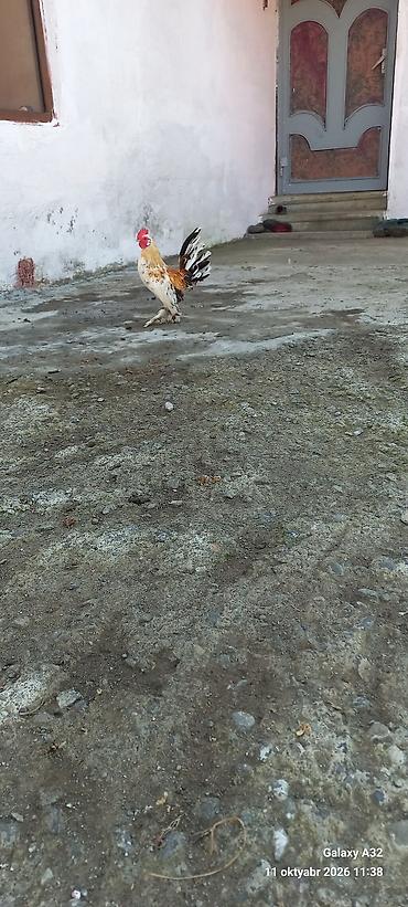 serebrist toyuqlar satılır: Unvan Lənkəran.7aylıq tam sağlam yaponka xoruzlar.Cut 50azn.Damazlığa — 6