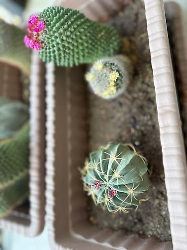 Otaq bitkiləri: Bu dəstə müxtəlif növ kaktuslar daxildir. Hər kaktus özünəməxsus forma — 14