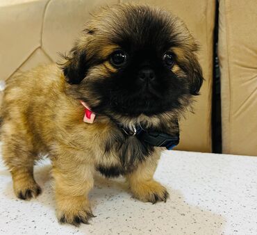 boyumeyen itlerin qiymeti: Pekines, 1 ay, Dişi, Sənədli, Ünvandan götürmə