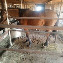 показы 1 354 72 договорная кошка даром британская короткошёрстная 1 год мальчик метис 2 позвонить написать: Сатам | Бээ (ургаачы) | Англиялык | Көбөйтүү үчүн | Асыл тукумдуу