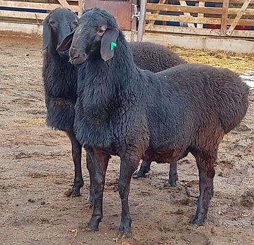 Баран, овца: Продаю | Ягненок, Баран (самец) | Для разведения | Племенные, Осеменитель — 5