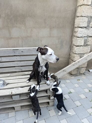 it pitbul: Pitbul, 2 ay, Erkek