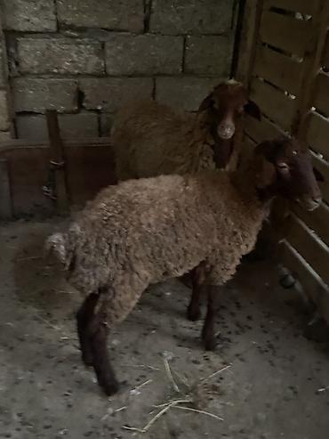 qus bazari bakida: Erkek quzular😍😍😍– yerli cins, qəhvəyi rəngli yun örtüyü ilə Məhsul — 2