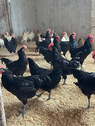 en ucuz uce: Toyuq, Australorp, Ətlik, Pulsuz çatdırılma — 3
