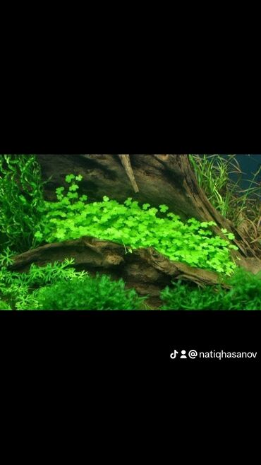 akvarium filteri: Akvarium bitkiləri, gübrələr, krevetkalar, ançitruslar