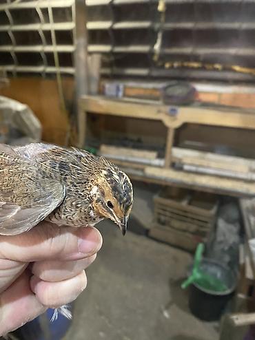 Другие с/х животные: Китайские расписные перепелки - Породы/окрасы: смешанные – тёмные — 31