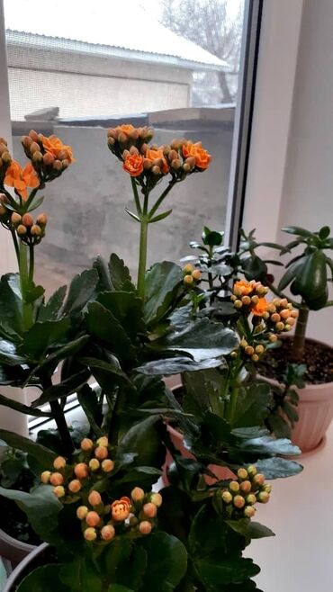 цветущую герань: Каланхоэ оранжевый 250с герани 250с