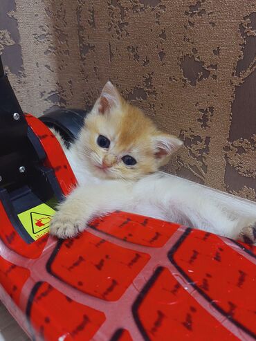 Pişiklər: Qızıl şinşilla, Erkək, Dişi, Yaxşı əllərə, Ünvandan götürmə -da lalafo.az — 7 Pişiklər: Qızıl şinşilla, Erkək, Dişi, Yaxşı əllərə, Ünvandan götürmə — 7