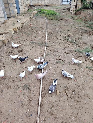 bildircin quşu: Göyərçinlər kom satılır icinde 4 saata kimi ucan goyercinler var - — 3