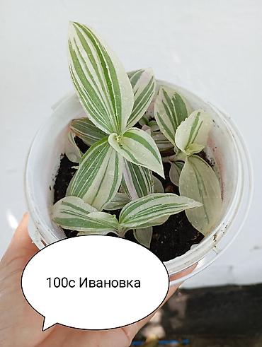 живая фороль: Комнатные растения в горшках: - Денежное дерево (крассула — 4