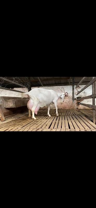 Keçilər, çəpişlər: Süd keçisi – ağ rəngli, uzun buynuzlu - Yüksək süd verimi üçün — 3