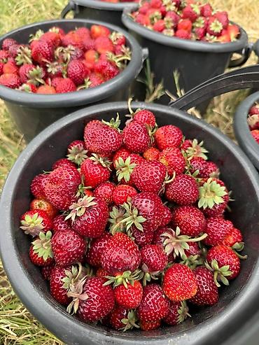 Клубника: Клубника — 6