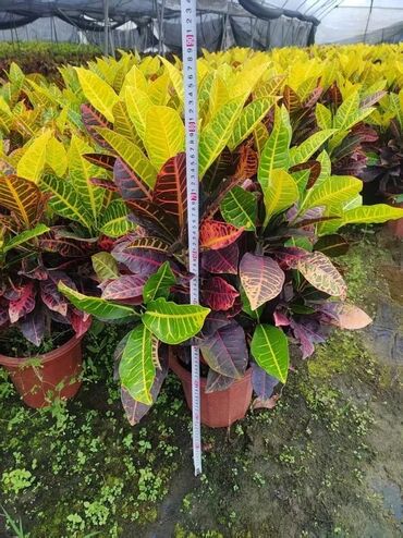 Другие комнатные растения: Предлагаются различные комнатные растения в горшках. В наличии кротоны — 20