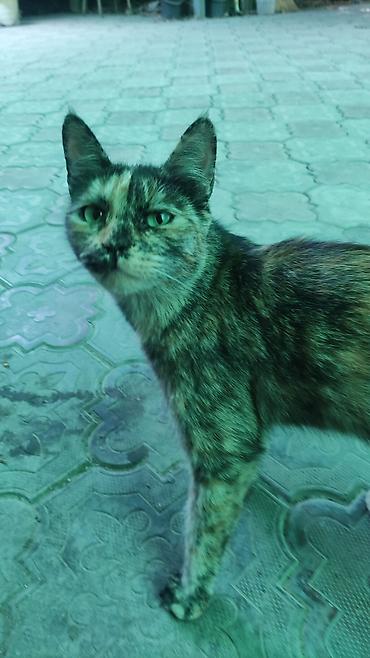 стерилизовать кошку: Кошка даром: Беспородная, 2 года, Девочка, Кастрирована, Проглистована — 2
