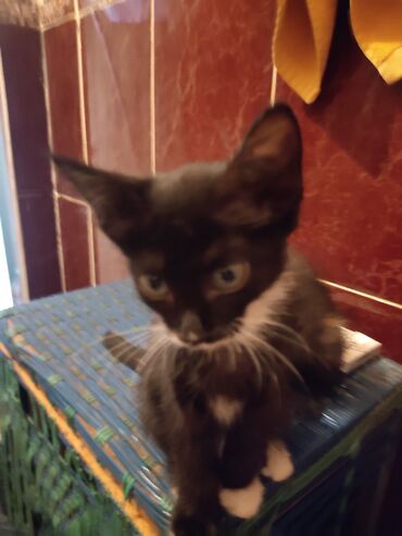 Отдам даром кошку: КОШКИ И КОТЯТА У НАС ПРИЮТ любой окрас есть можете выбрать у нас — 17