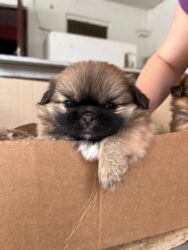 it ucun boyunbagi: Pekines, Dişi