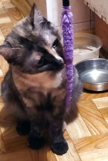 ласка: Друзья !! Очень ласковая и умная добрейшая .воспитанная кошечка 2х — 9