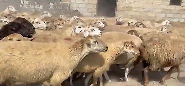 keci surusu: Dişi, il: 1, Damazlıq, Pulsuz çatdırılma — 1