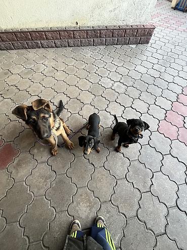 Продажа собак: ДРЕССИРОВКА СОБАК | ПЕРЕДЕРЖКА Хотите послушного, спокойного и — 10