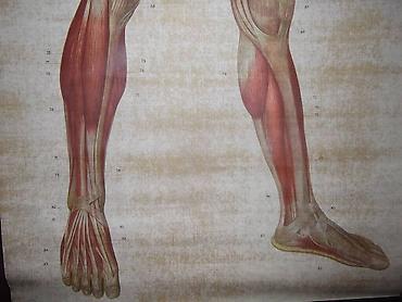 decije cebe: Anterior musculus veliki poster prednje musculature coveka ne — 5