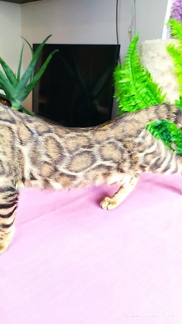 Продажа кошек: Бенгальские Детки .проф питомник Бен Гла Мур. предлагает Девочек и — 21