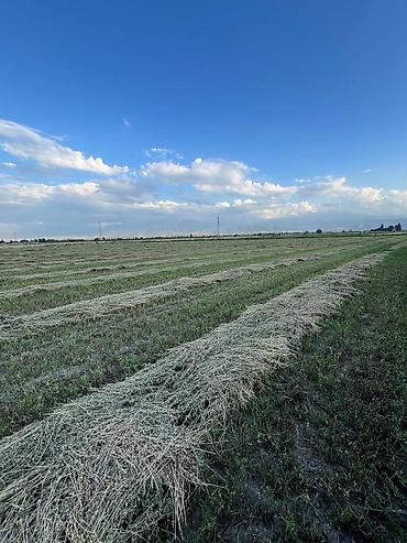 село бает: 300 соток, Для сельского хозяйства — 2